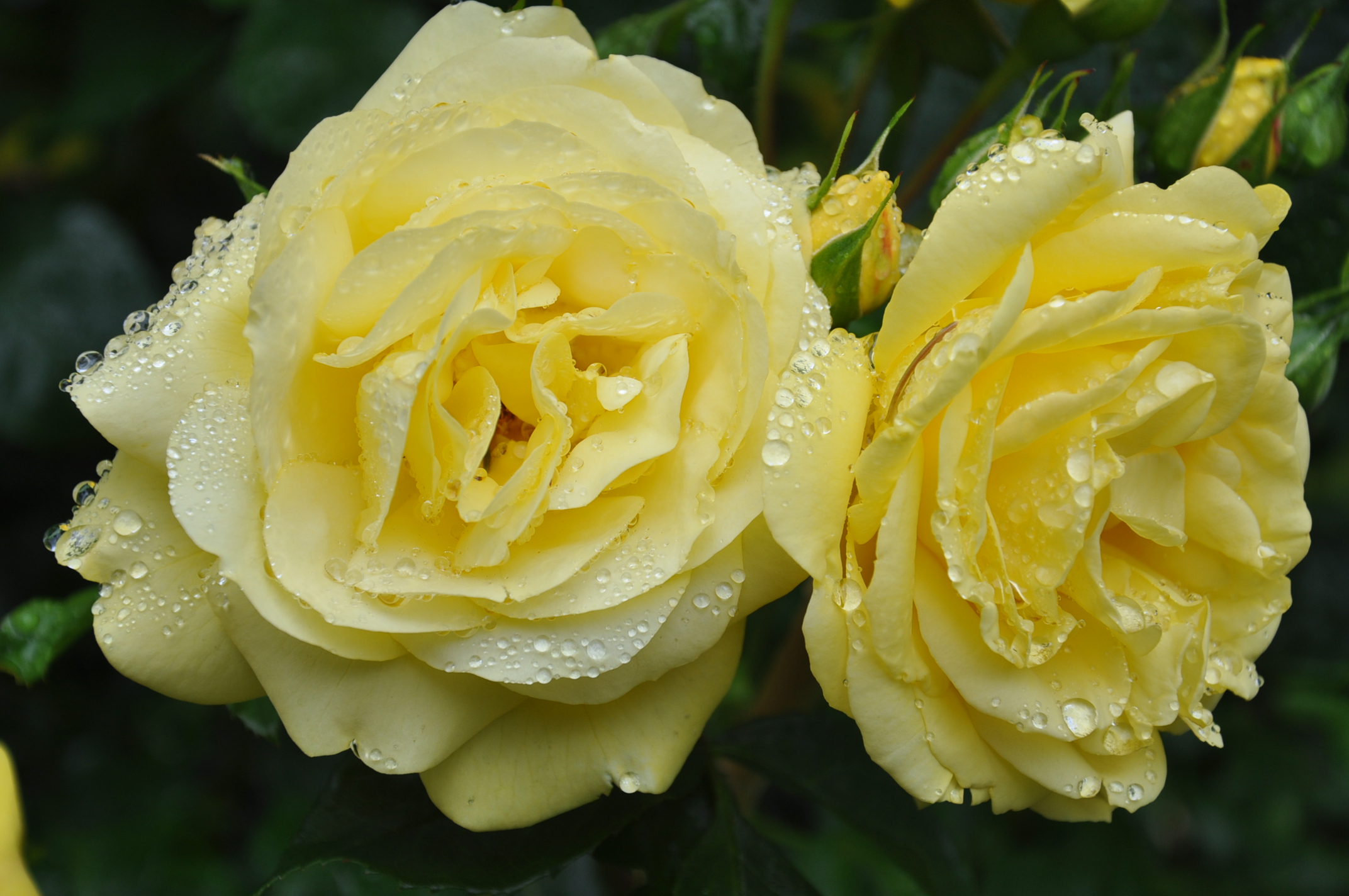 Rose Lisl